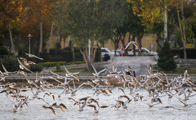 زاینده رود میزبان پرندگان مهاجر - اصفهان